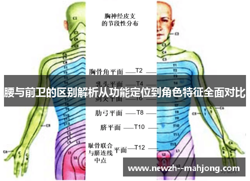 腰与前卫的区别解析从功能定位到角色特征全面对比